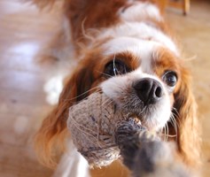 Charleshope King Charles Cavalier