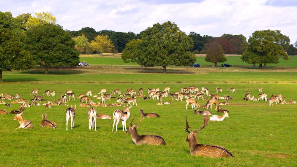 Deer grazing in Richmond Park