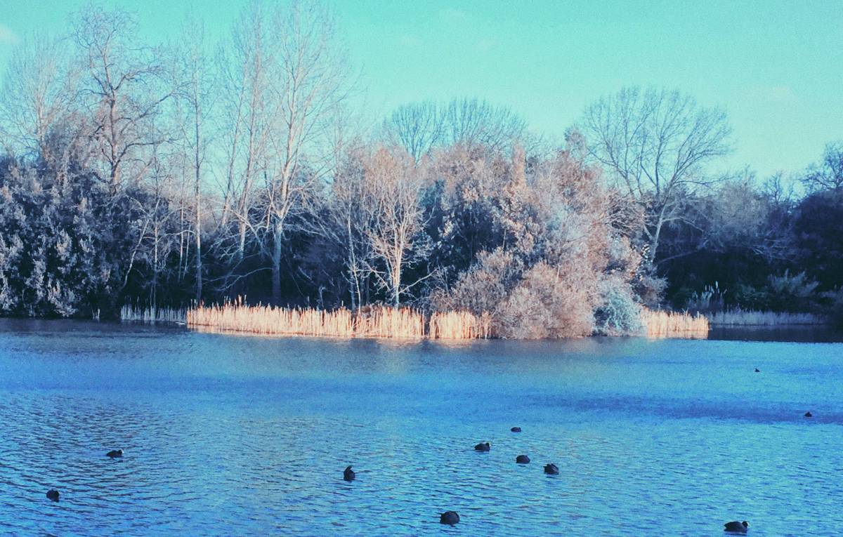 A lake in Battersea Park
